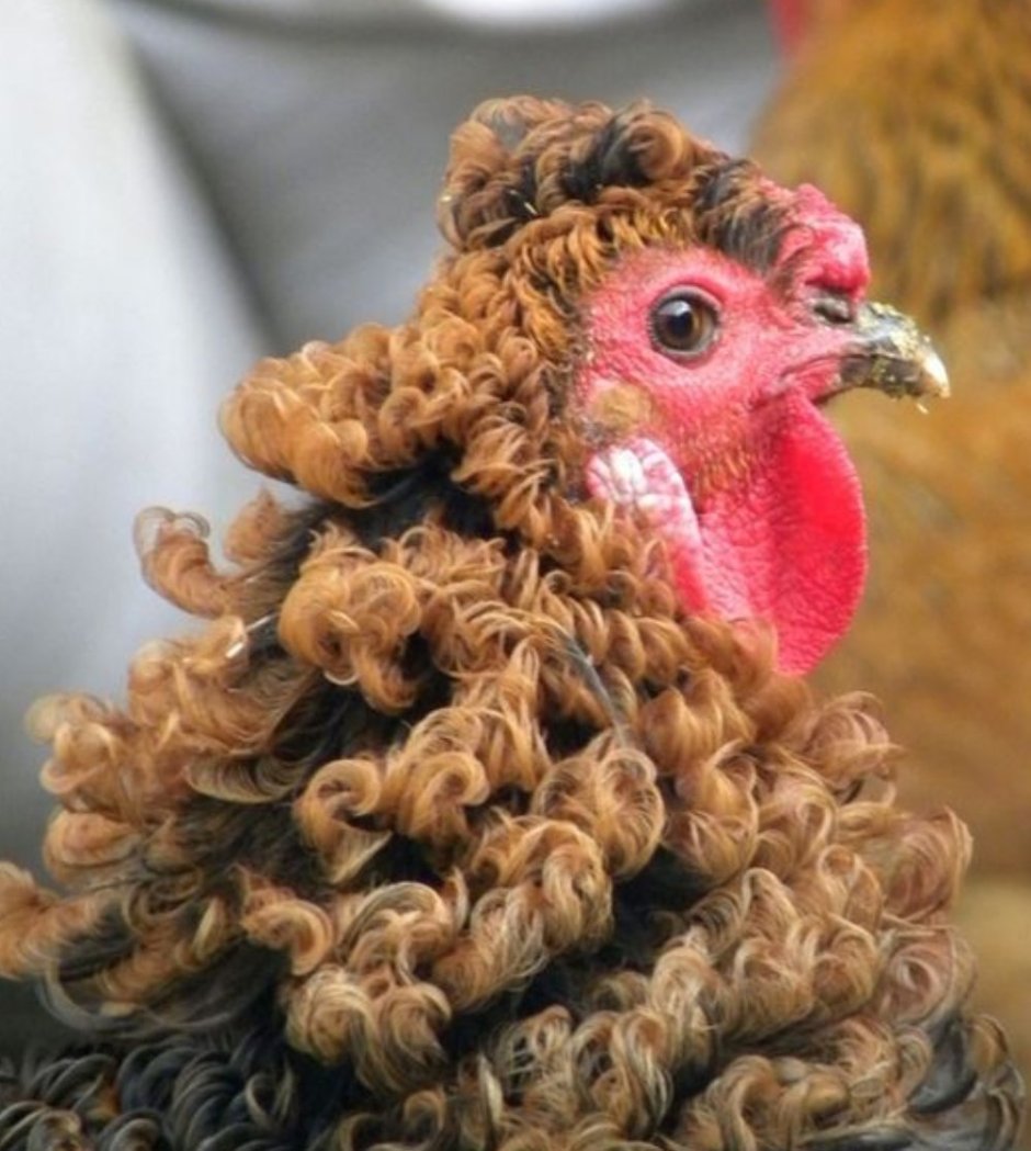 Попона для кур