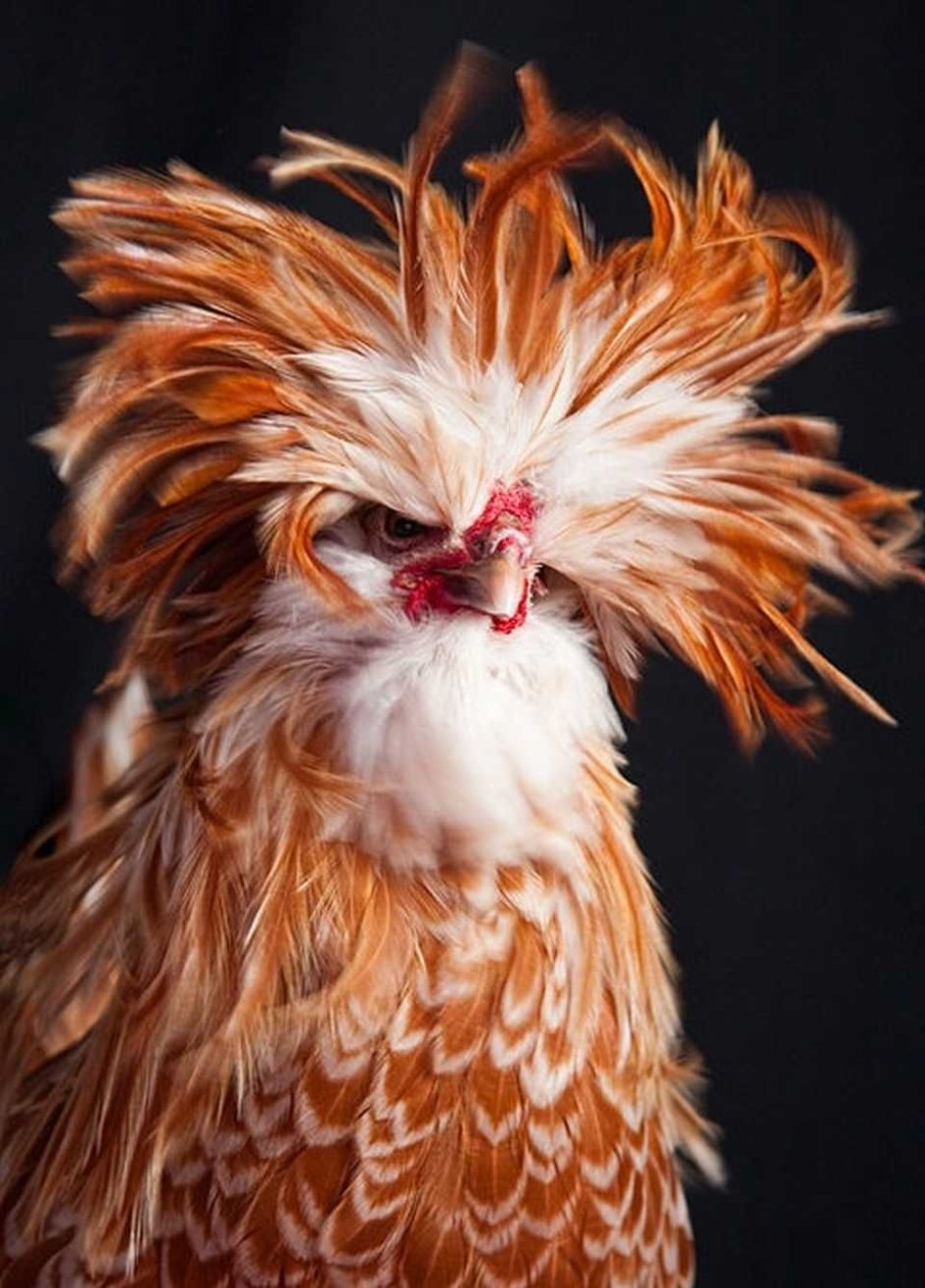 Рыжая курица