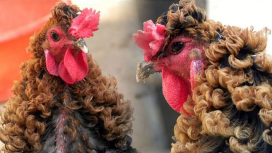 Кудрявый петух