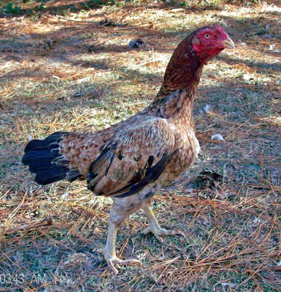 Гламурная курица