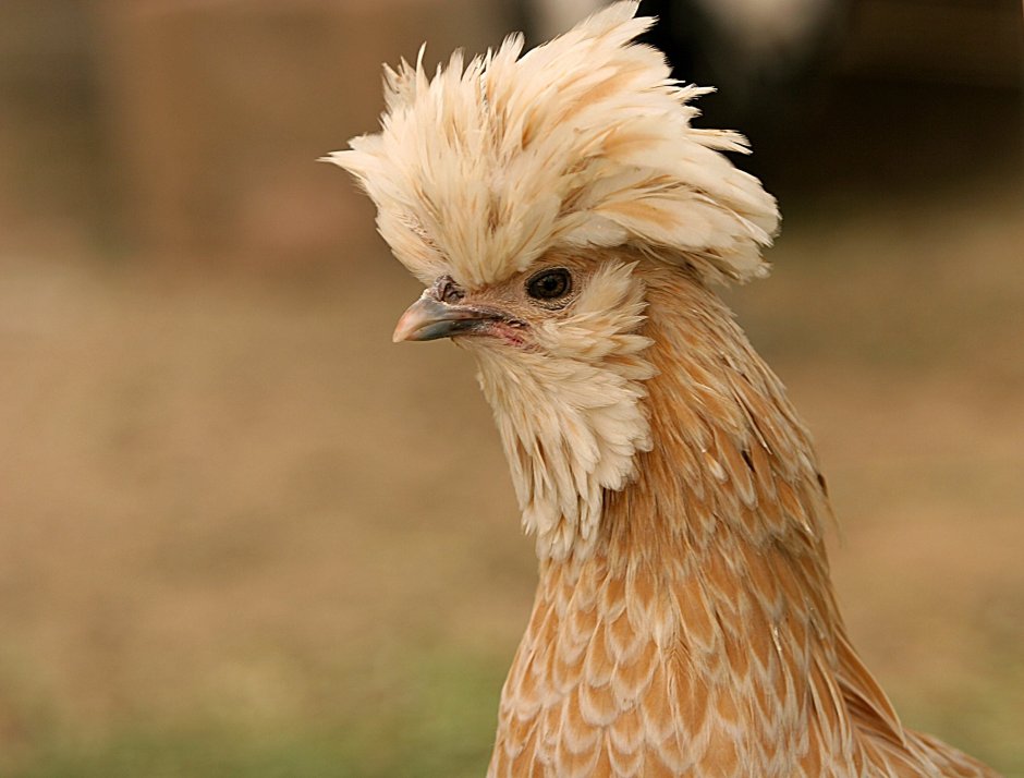 Падуан курчавый