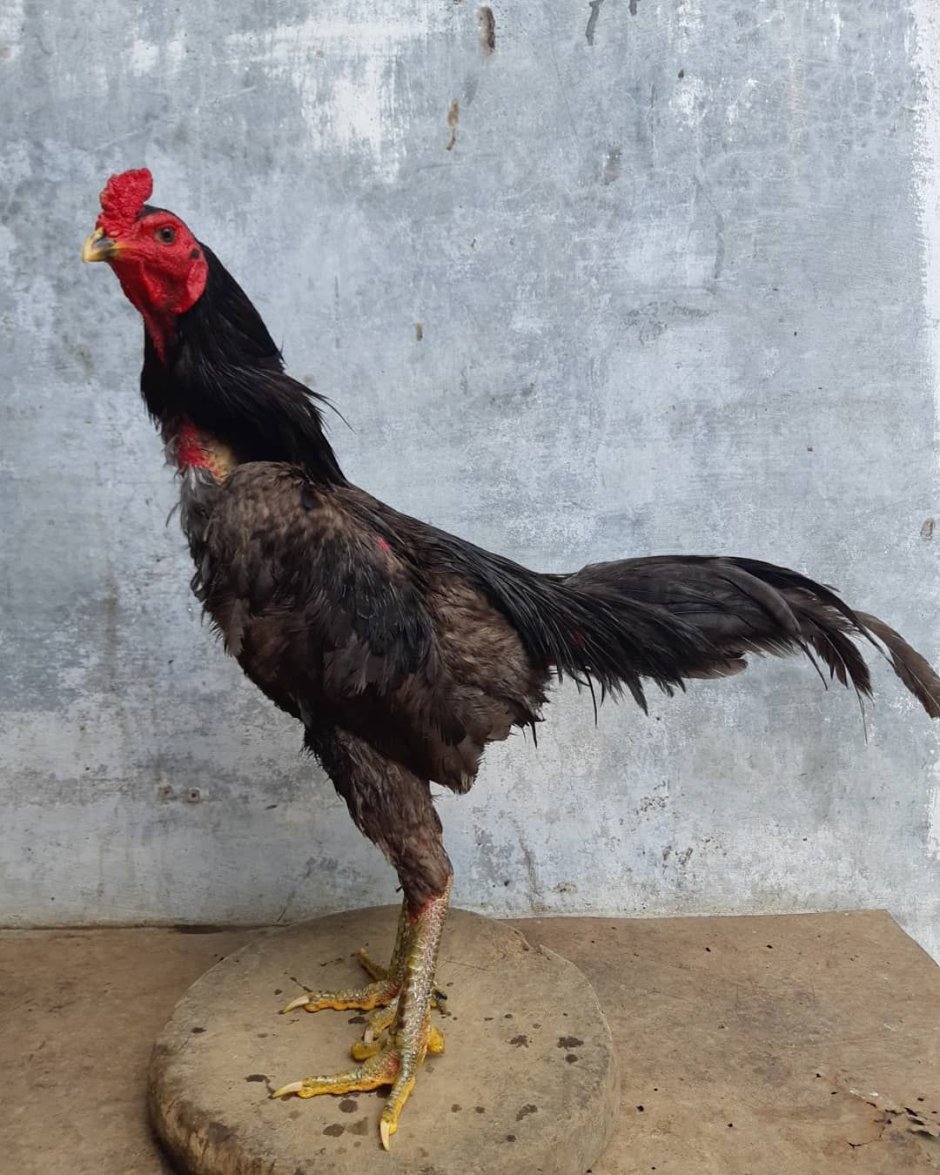 Хохлатая Курочка падуан