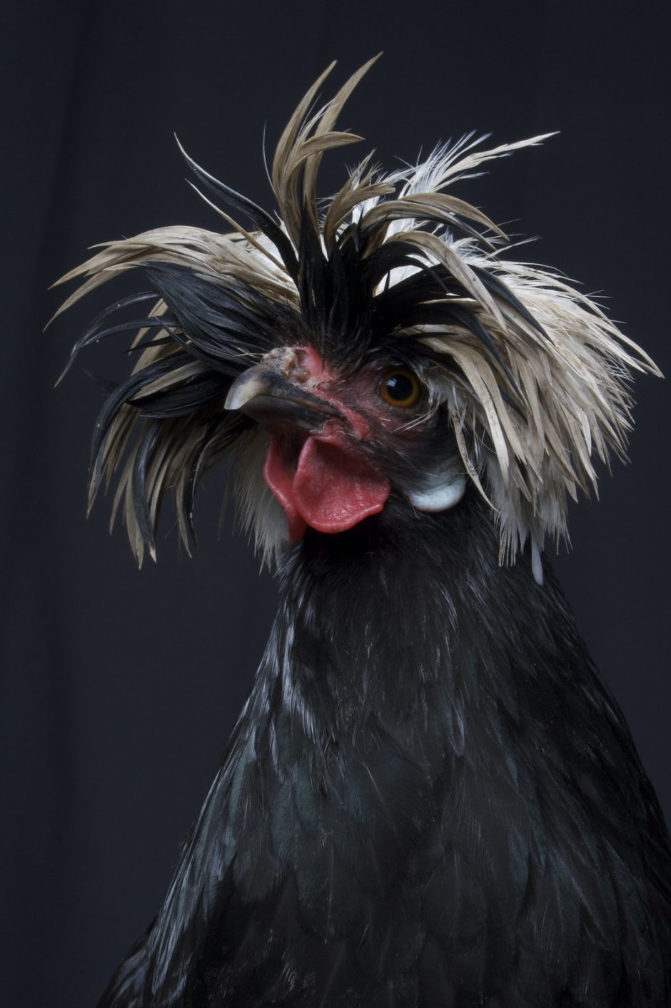 Растрепанная курица