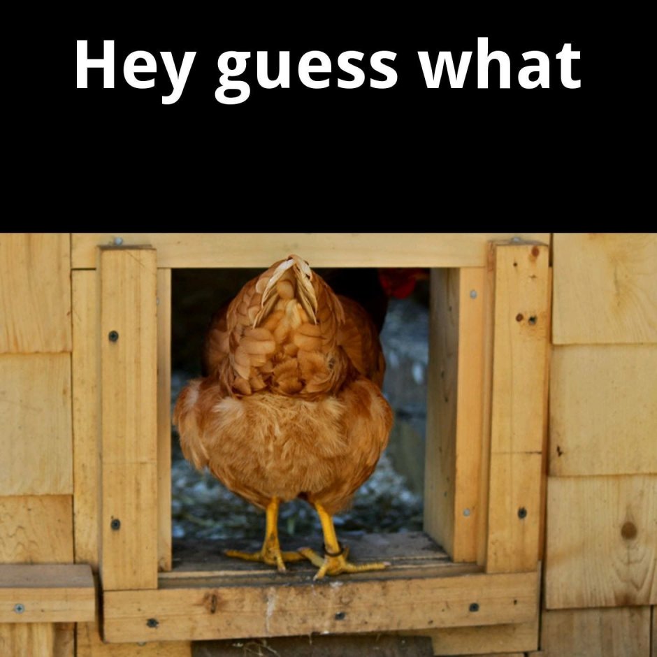 Курица сзади фото