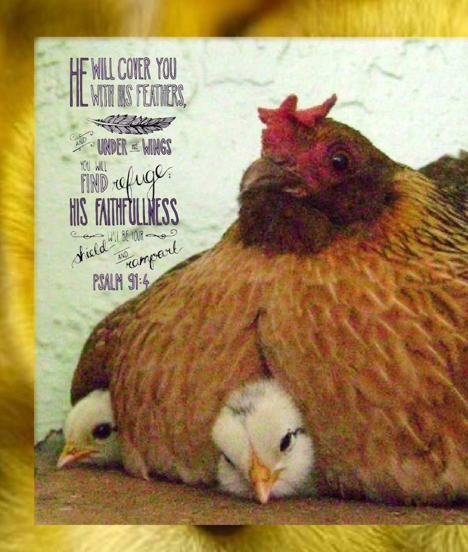 Толстая Курочка