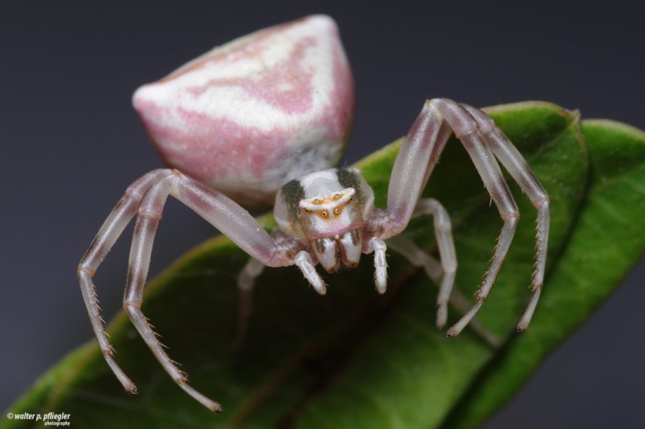 Thomisus onustus паук