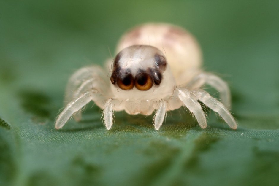 Patu Digua паук