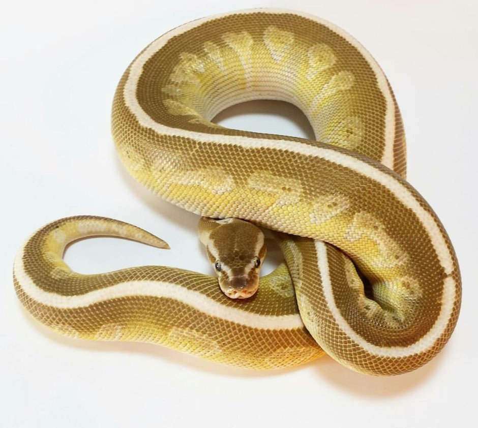 Королевский питон Woma