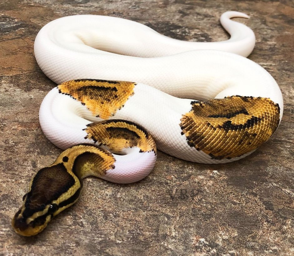 Королевский питон Piebald