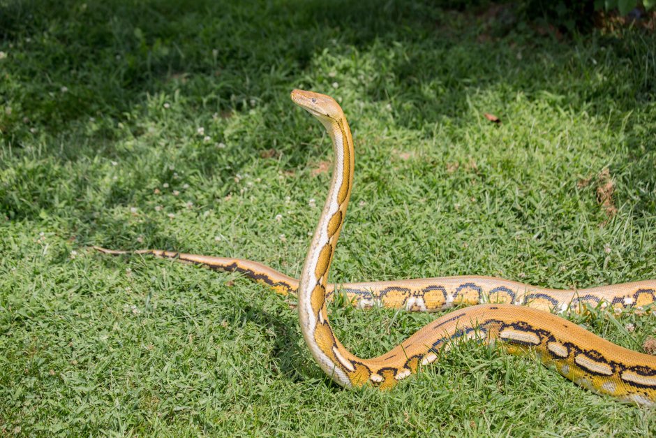 A Snake as an exotic Pet