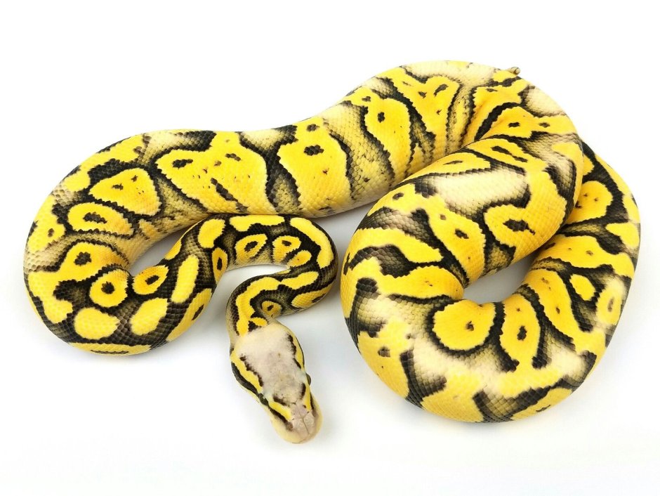 Super Chocolate Ghost Ball Python