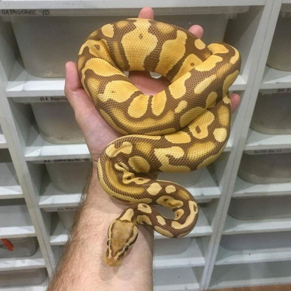 Ultramel Королевский питон