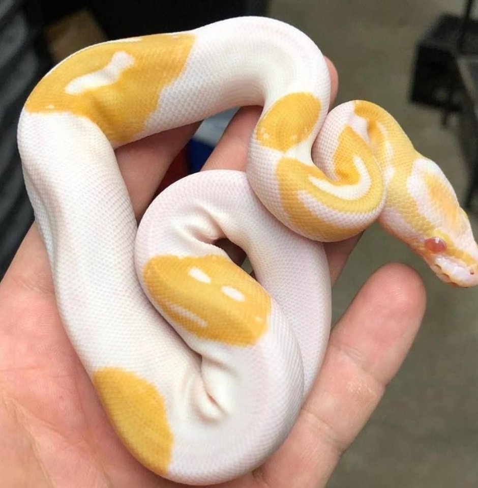 Королевский питон pied