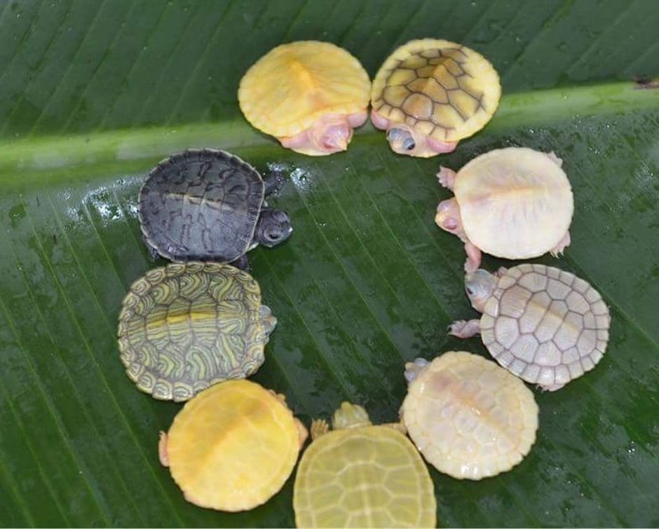Red eared Turtle melanistic