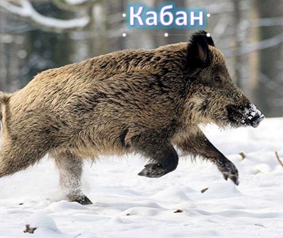 Кабан в Ульяновской области