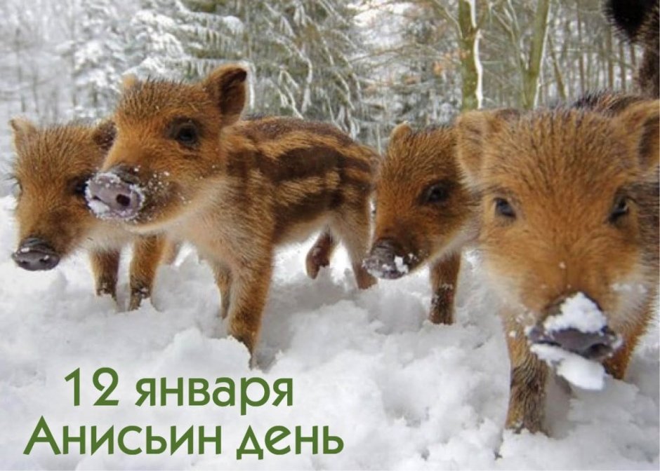 Кабан в снегу