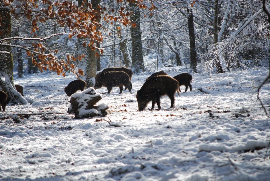 Кабаны среди зимних лесов