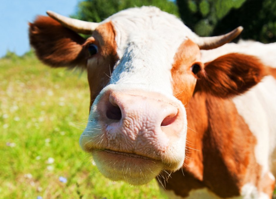 Weekday Cow
