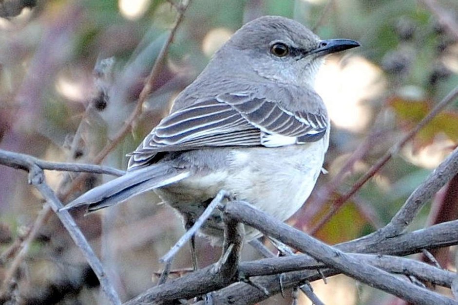 Picture State Bird