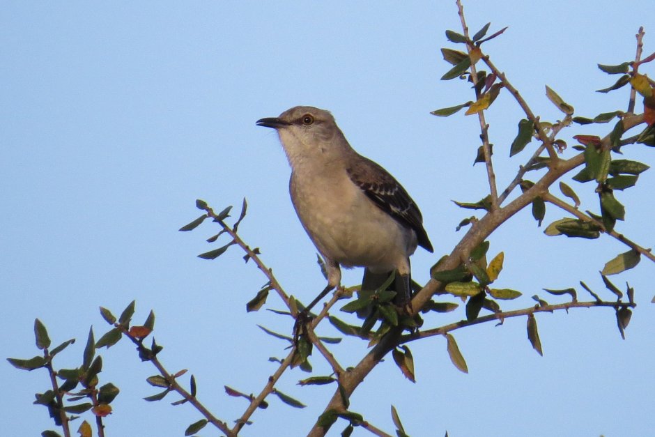Mimus polyglottos