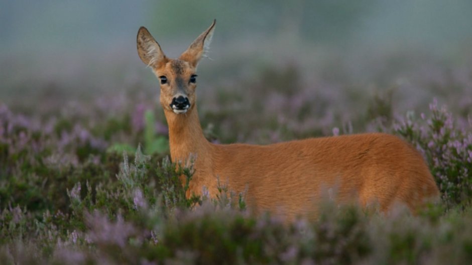 Европейская косуля (capreolus capreolus)