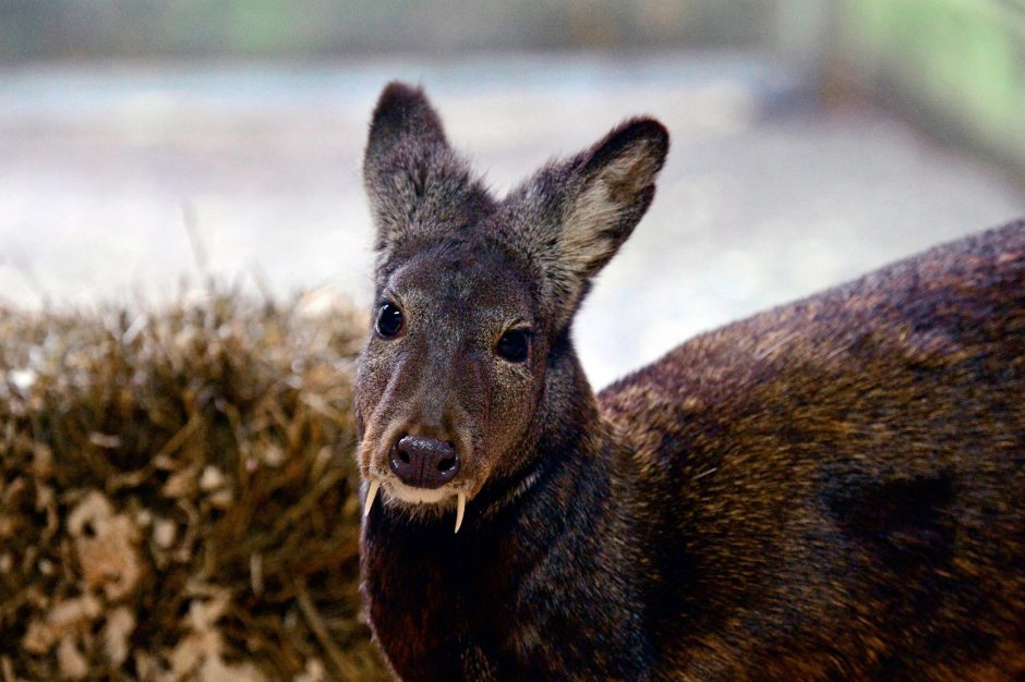 Сахалинская кабарга Moschus moschiferus sachalinensis