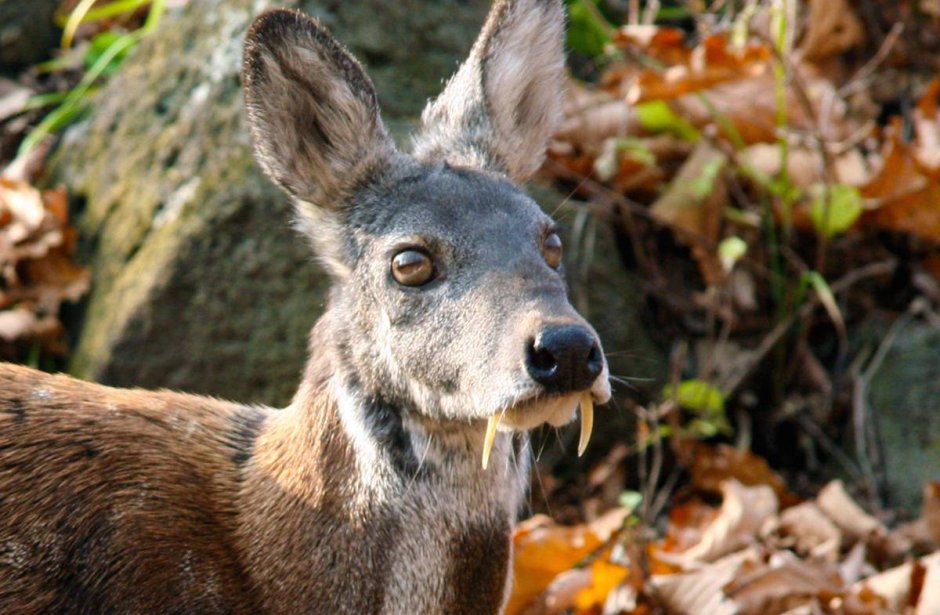 Черная косуля
