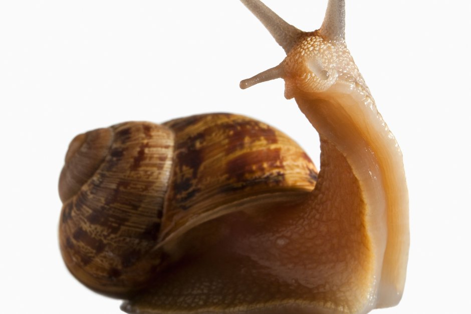 Snail Immortality