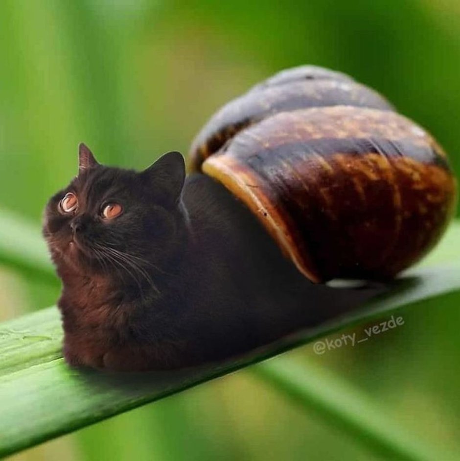 Кот улитка
