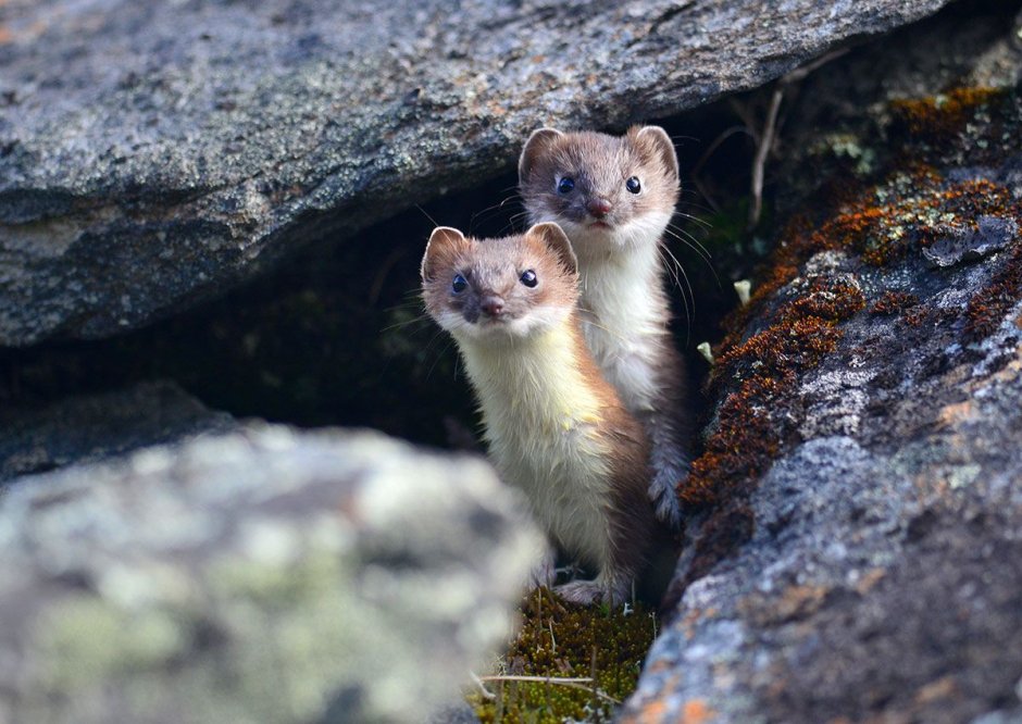 Горностай (Mustela erminea)