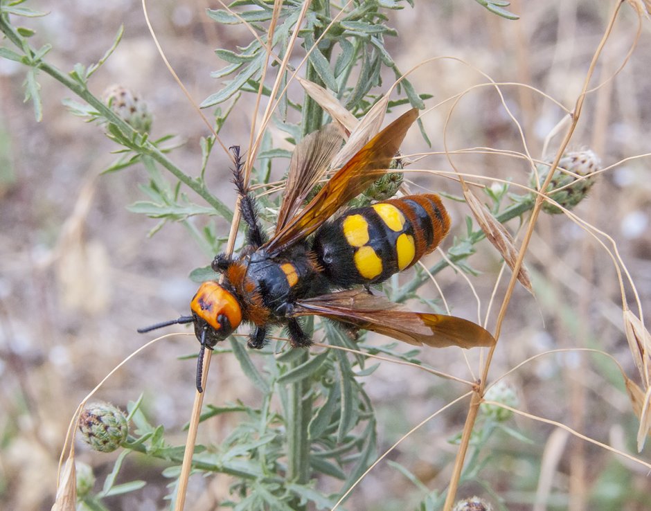 Оса Сколия гигантская