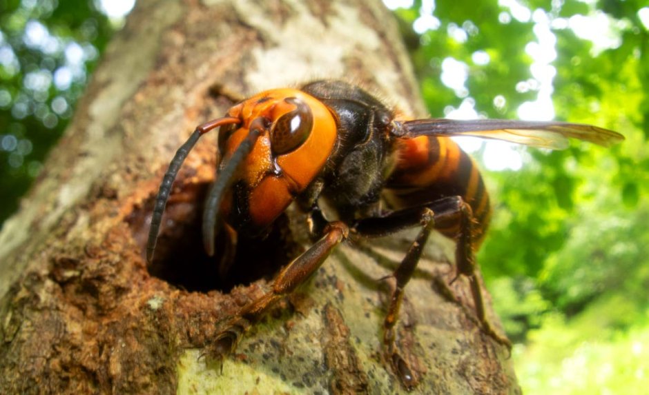 Vespa mandarinia Шершень