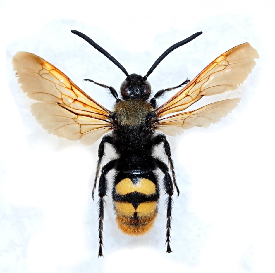 Сколия желтолобая