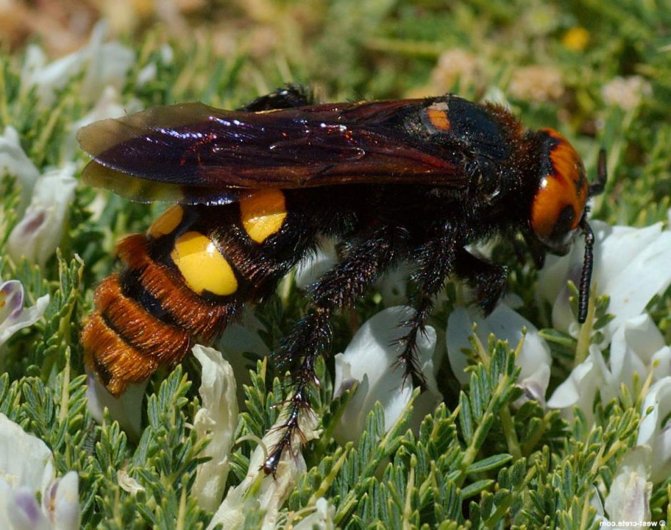Шершень и Сколия