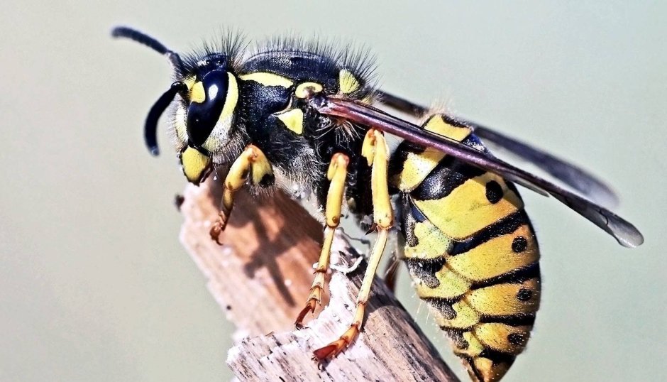 Германская Оса Германская Оса