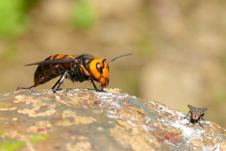 Дальневосточный Шершень