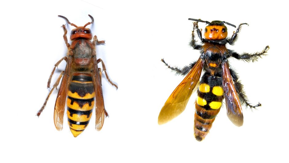 Гигантская Оса