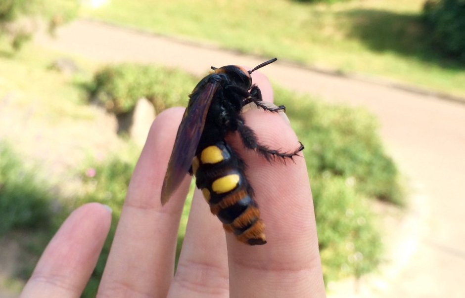 Шершень и Сколия