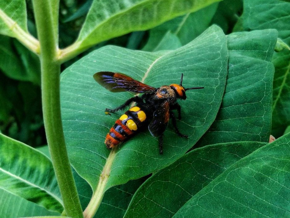 Сколия-гигант, Megascolia maculata