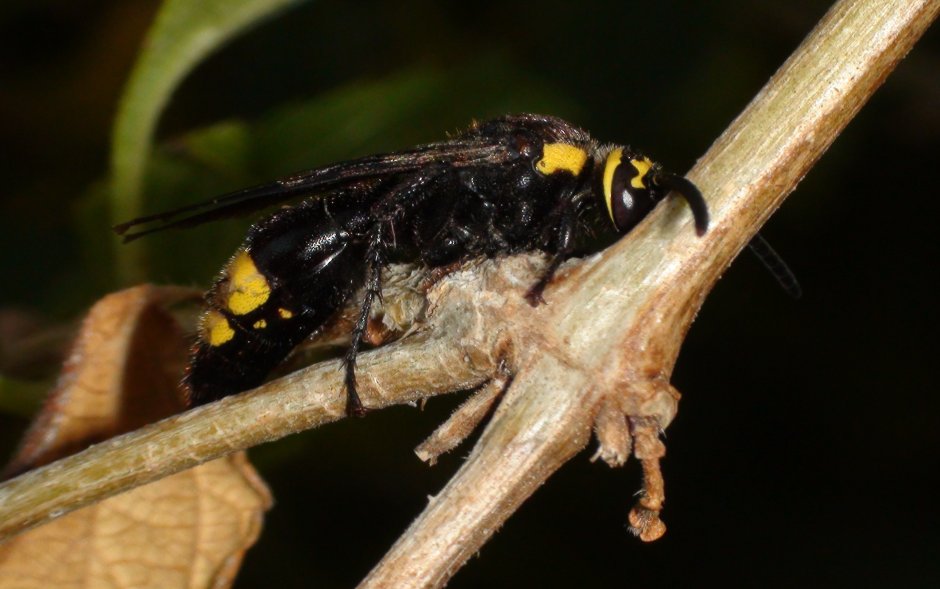Азиатский Шершень Vespa mandarinia -