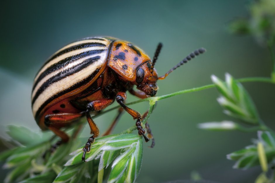 Майский Жук полосатый