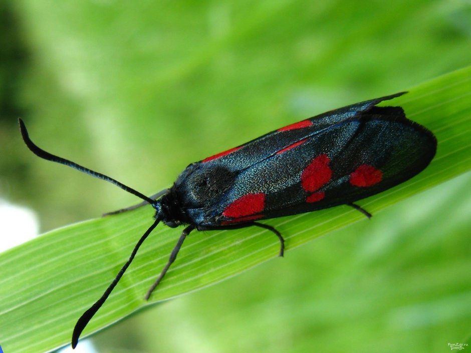 Черно красный Жук