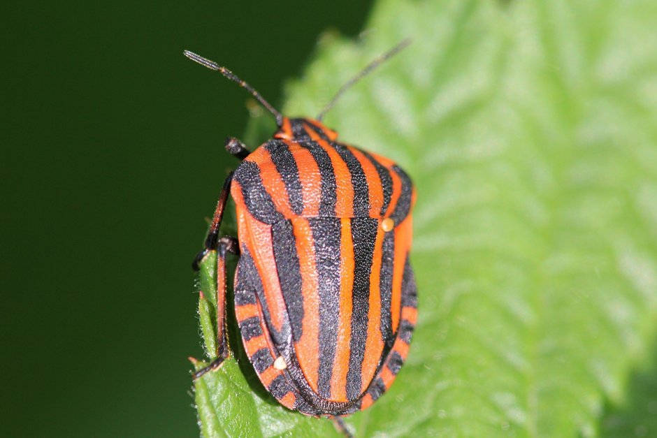 Жук щитник коричневый