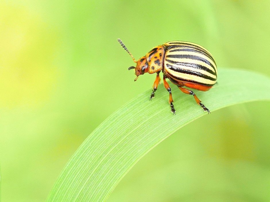 Жук с полосками на спине