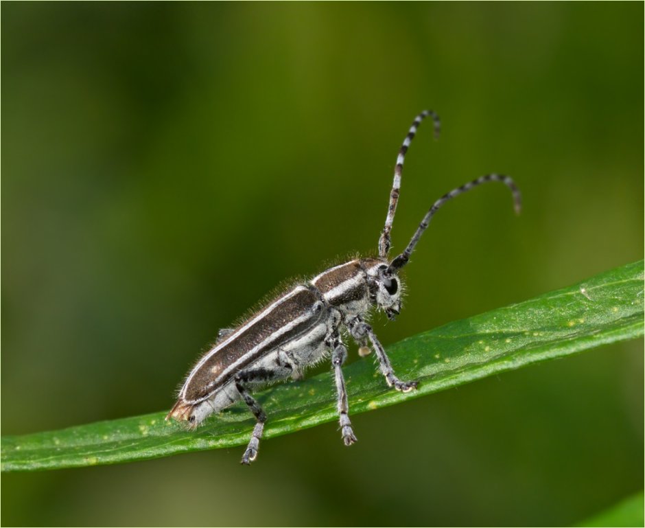 Жук усач полосатый