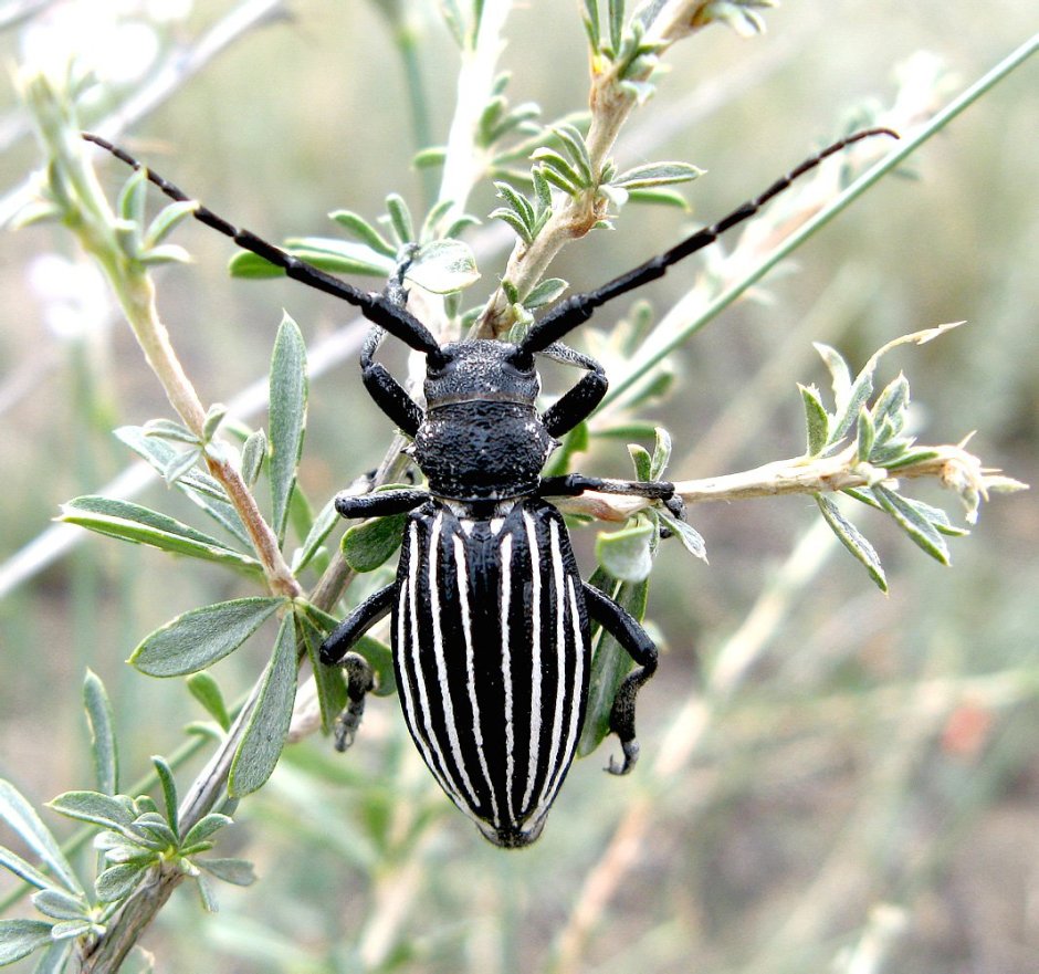 Eodorcadion carinatum