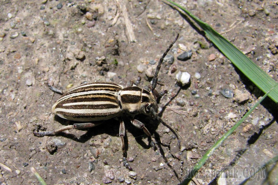 Длиннорогий Жук полосатый