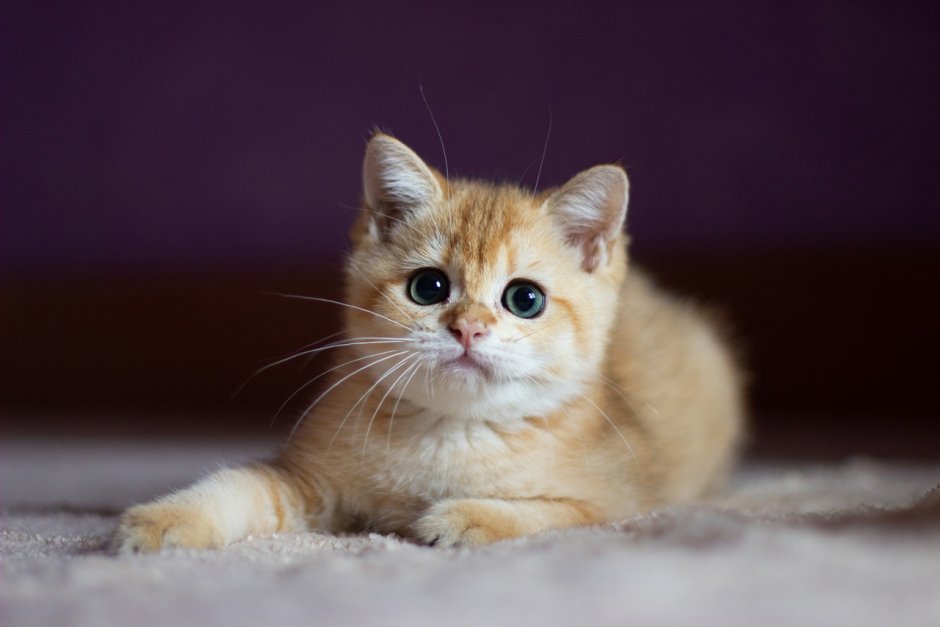 Котенок британской золотой шиншиллы 4 месяца