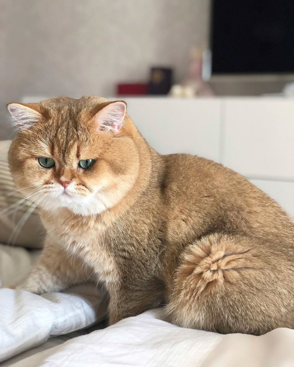 Золотая шиншилла полосатая