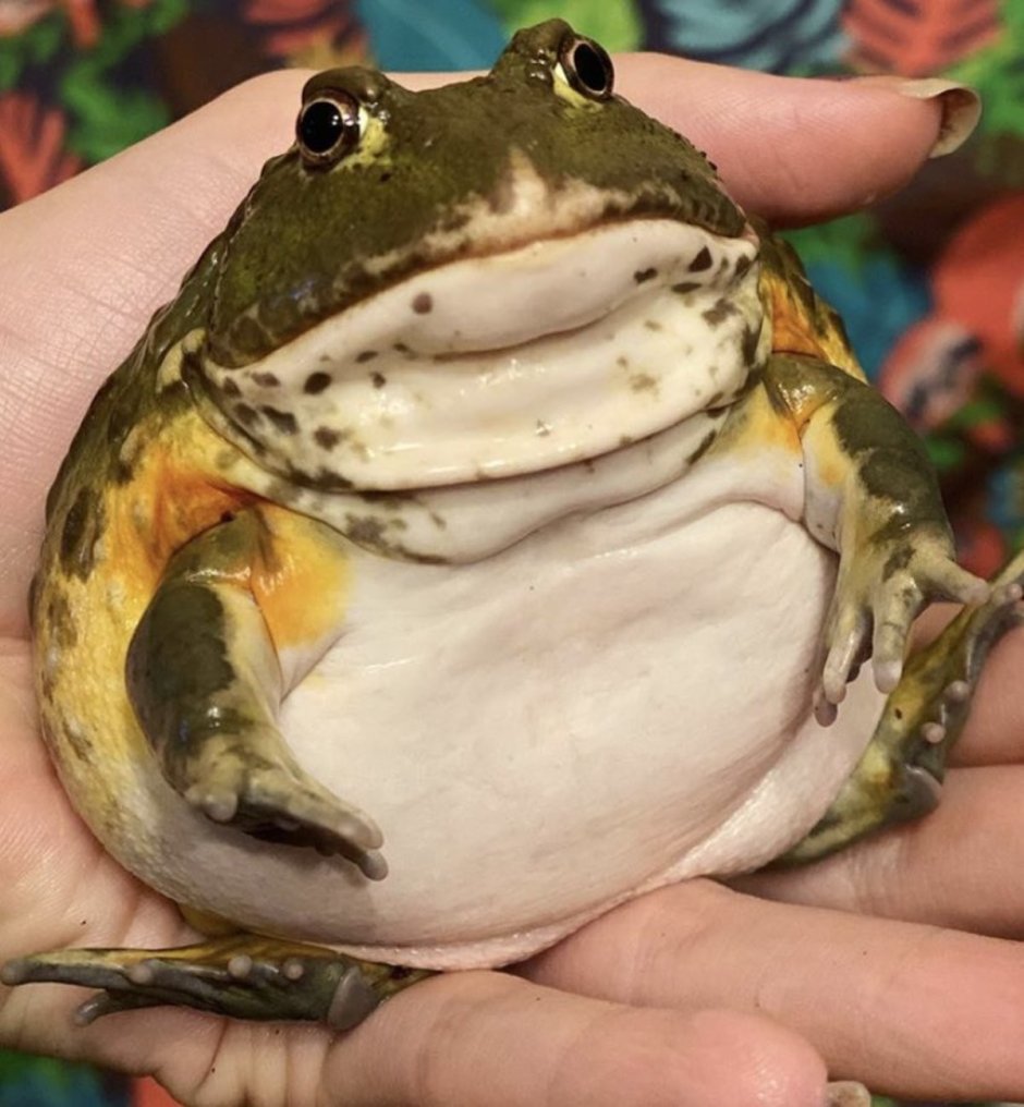 Круглая лягушка